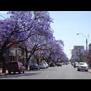Überall in Adelaide blühen die Jacaranda Bäume